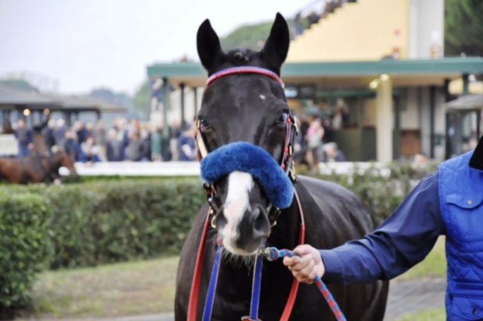 Laghat - Un cavallo speciale