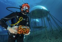 Ischia Film Festival 2026: il cinema continua online con la sezione “Confini”