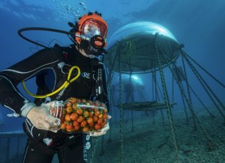 Ischia Film Festival 2026: il cinema continua online con la sezione “Confini”